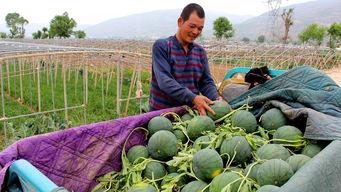 乡镇吃瓜,瓜香四溢的悠闲时光