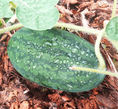 吃瓜资源怎么找,轻松找到热门资讯的秘籍