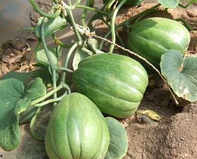 吃瓜吃到自己老家身上,吃瓜吃到自家门前，揭秘家乡那些事儿