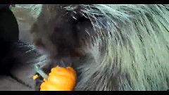 搞笑配乐吃瓜视频下载,带你领略欢乐瞬间