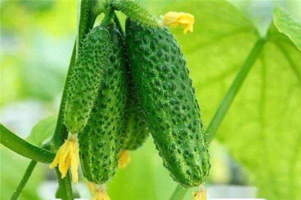 小黄瓜吃瓜,小黄瓜的瓜界冒险之旅