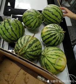 吃瓜班长,校园风云中的“瓜王”传奇