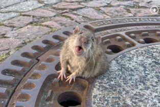 井盖老鼠吃瓜,老鼠吃瓜引发的社区热议